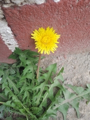 Taraxacum officinale