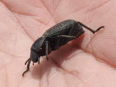 Cryptoglossa infausta