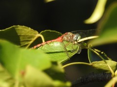 Sympetrum ambiguum