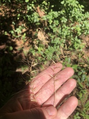 Elymus hystrix