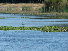 Egretta tricolor image