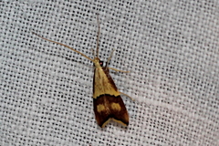 Crocanthes prasinopis