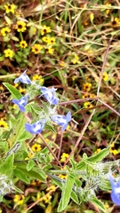 Salvia hirsuta