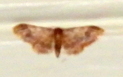 Idaea furciferata