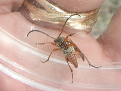Typocerus sinuatus