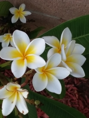 Plumeria