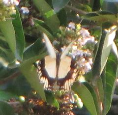 Papilio dardanus cenea