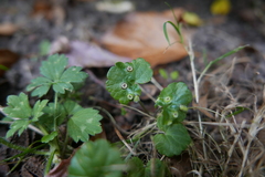 Rondaniola bursaria