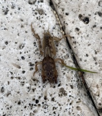 Neoscapteriscus abbreviatus