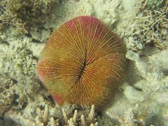Fungia fungites