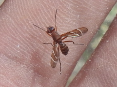 Tritoxa incurva