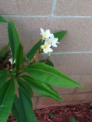 Plumeria