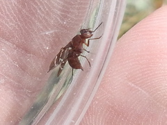 Tritoxa incurva