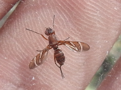 Tritoxa incurva