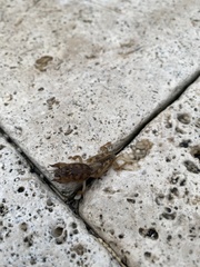 Neoscapteriscus abbreviatus