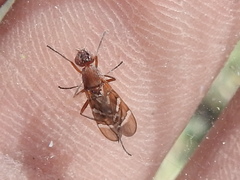Tritoxa incurva