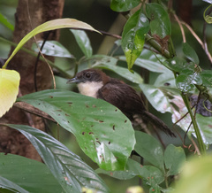 Pheugopedius fasciatoventris