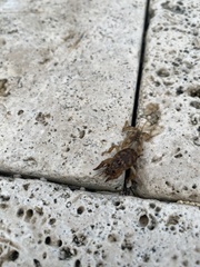 Neoscapteriscus abbreviatus