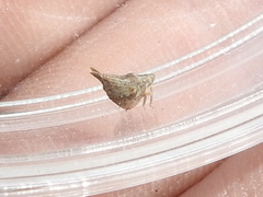 Mistharnophantia