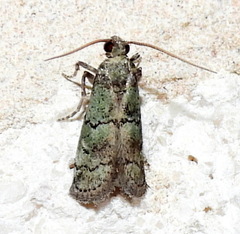 Cacotherapia flexilinealis