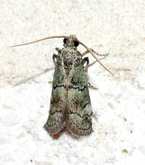 Cacotherapia flexilinealis