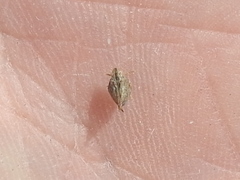 Mistharnophantia