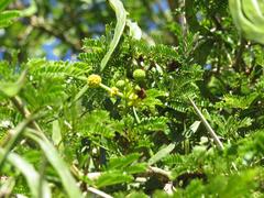 Vachellia kosiensis