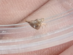 Mistharnophantia