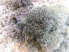 Grimmia pulvinata