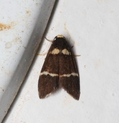 Thallarcha phalarota