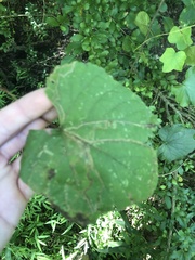 Vitis cinerea baileyana