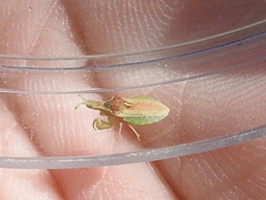 Lophoscutus prehensilis