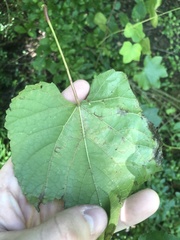 Vitis cinerea baileyana