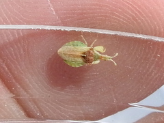 Lophoscutus prehensilis