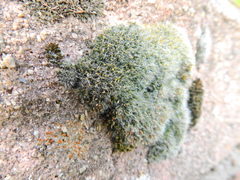 Grimmia pulvinata