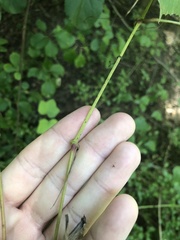 Vitis cinerea baileyana
