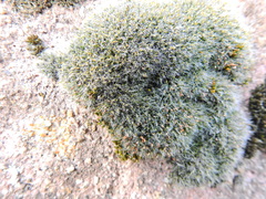 Grimmia pulvinata