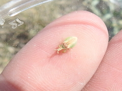 Lophoscutus prehensilis