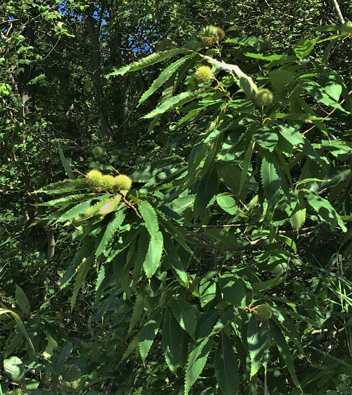 Amerikanische Kastanie (Castanea dentata): Herkunft und Verwendung — foto 3