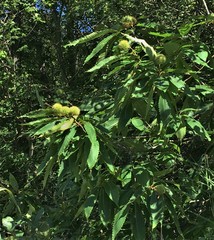 Amerikanische Kastanie (Castanea dentata): Herkunft und Verwendung — Foto 3