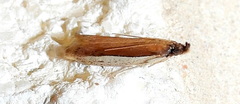 Tampa dimediatella