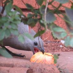 Corythaixoides concolor bechuanae