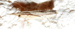 Fissicrambus quadrinotellus