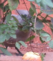 Corythaixoides concolor bechuanae