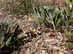 Caladenia × spectabilis