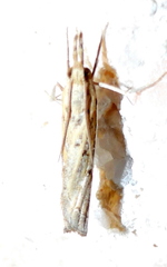 Fissicrambus quadrinotellus