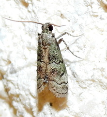 Cacotherapia flexilinealis