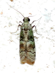 Cacotherapia flexilinealis