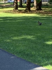 Sciurus carolinensis