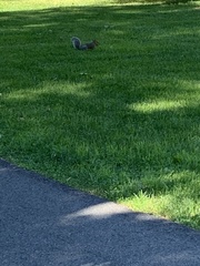 Sciurus carolinensis